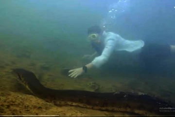 உலகின் மாபெரும் அனகோண்டா பாம்பு., அமேசான் காடுகளில் கண்டுபிடிக்கப்பட்ட அரிதான இனம்