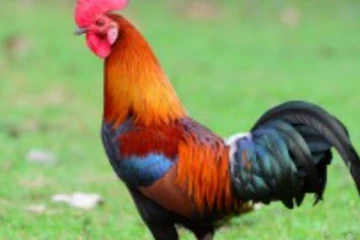 සෙල්ලම් කරමින් සිටි දරුවෙකුට මරු කැඳවූ කුකුළා