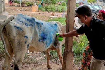 இலங்கையில் வேகமாக பரவும் தோல் கழலை நோய்!