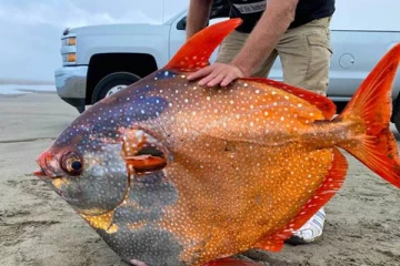 அமெரிக்காவில் இறந்த நிலையில் கரை ஒதுங்கிய அரியவகை மீன்