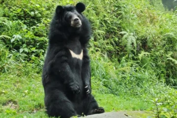 மனிதர்களின் இடத்திற்கு வந்த மிக அரிய வகை கருப்பு கரடி! வைரலாகும் வீடியோ