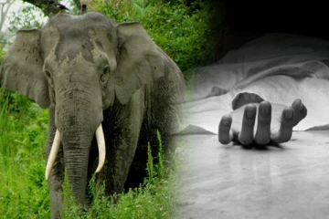 மகனுடன் வைத்தியசாலைக்கு சென்ற தாய் காட்டு யானை தாக்கி பலி