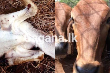 ගවයින් සදහා පනවා තිබූ තහනම ඉවතට..!