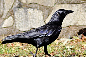 ஊருக்கே செல்லப்பிராணியாக மாறிய ஒரே ஒரு காகம்! கேரள இளைஞர் அதற்கு வைத்த பெயர் என்ன தெரியுமா?