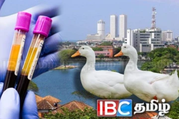 கொழும்பில் உள்ள வாவியொன்றில் உயிரிழக்கும் பறவைகள் : வெளியான காரணம்