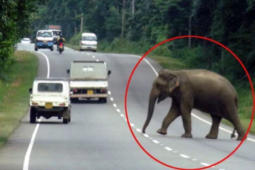 இலங்கையில் முக்கிய பகுதியொன்றை தனது கட்டுப்பாட்டில் வைத்திருக்கும் யானையால் ஆபத்து