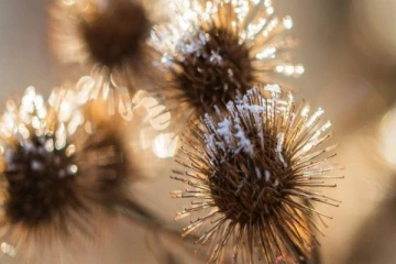 ஒன்றாரியோவில் பனிப்பொழிவு தொடர்பில் எச்சரிக்கை