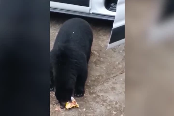 சாவகாசமாக வேனை திறந்து கரடி செய்த சம்பவம்! வியப்பில் ரசிகர்கள்