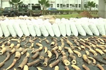 நைஜீரியாவில் சட்டவிரோதமாக கடத்த முயன்ற யானை தந்தங்கள் பறிமுதல்