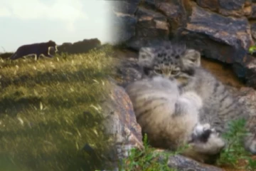 Viral video: குட்டிகளுக்கு உணவளிக்க எலியை வேட்டையாடும் காட்டுப்பூனை! திகில் காட்சி