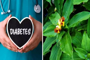 சர்க்கரை நோயாளர்கள் கட்டாயம் தெரிந்து கொள்ள வேண்டிய செடி