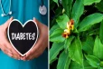 சர்க்கரை நோயாளர்கள் கட்டாயம் தெரிந்து கொள்ள வேண்டிய செடி
