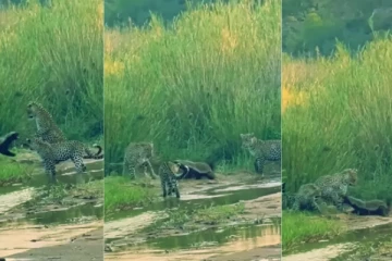 சண்டையிட்டு 3 சிறுத்தைகளை தெறிக்க ஓடவிட்ட கரடி திகில் காட்சி