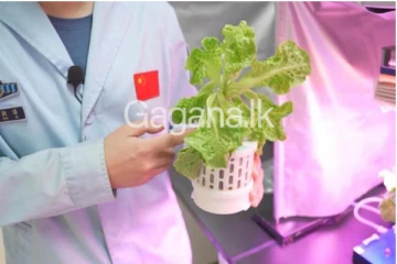 අභ්‍යවකාශයේ තිබෙන වගාවේ එළවළු අස්වැන්න - [ Photos/Video]