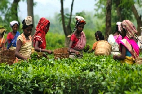 மலையக மக்களின் நாட்டிற்கான பங்களிப்பை கௌரவிக்க விசேட நிகழ்ச்சிகள்-அமைச்சரவை அனுமதி | Special Programs To Honor Up Country People