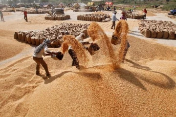 சாதனை உச்சம்... கோதுமை, அரிசி சாகுபடி தொடர்பில் இந்தியா வெளியிட்ட தகவல்