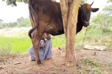 கன்று ஈனாமலேயே 24 மணிநேரமும் பால் கறக்கும் அதிசய பசு - பார்க்க படையெடுக்கும் மக்கள்