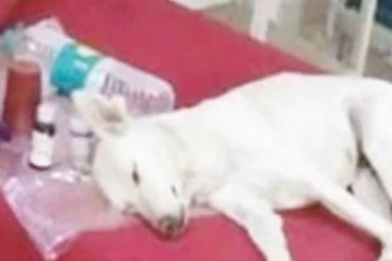 குழந்தைகள் சிகிச்சை பிரிவில் படுத்து தூங்கிய தெருநாய்: வைரலாகும் அதிர்ச்சி வீடியோ