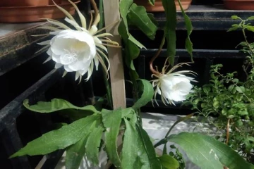 இரவில் மட்டும் பூக்கும் நிஷாகந்தி! விடிய விடிய பார்த்து ரசித்த மக்கள்