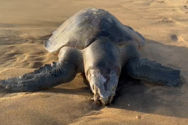 உயிரிழந்த நிலையில் கரையொதுங்கிய அரியவகை கடலாமை | A Rare Species Of Sea Turtle Washed Ashore Dead