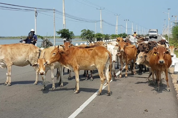 கிளிநொச்சியில் கட்டாக்காலி கால்நடைகளை கட்டுப்படுத்தும் விசேட திட்டம் அறிமுகம் | Special Project Control Stray Cattle Kilinochchi