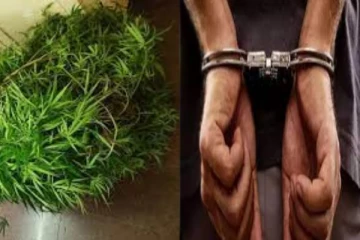 வீட்டில் கஞ்சா செடி வளர்த்த நபர் கைது