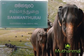 சம்மாந்துறையில் அதிகரித்துள்ள யானைகள் நடமாட்டம்