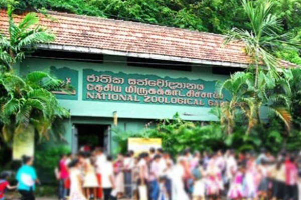 தெஹிவளை தேசிய மிருகக்காட்சிசாலை அனகொண்டா மாயம்! | Anaconda Missing From Dehiwala National Zoo தெஹிவளை தேசிய மிருகக்காட்சிசாலை அனகொண்டா மாயம்! | Anaconda Missing From Dehiwala National Zoo
