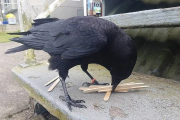 කපුටාගේ සැබෑ ගති මතු කරන (කාක) සූත්‍රය.