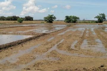கந்தளாய் பகுதியில் சிறுபோக நெற்செய்கை ஆரம்பம்