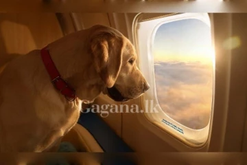 අවසානයේ ඔබේ සුනඛ සුරතලාටත් පියාසර කළ හැකිය..