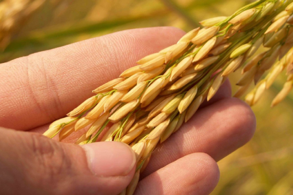 பத்து பில்லியன் ரூபாய் ஒதுக்கீடு! விவசாயிகளுக்கு அரசாங்கத்தின் மகிழ்ச்சித் தகவல் | Purchase Of Paddy Govt Allocated Ten Billion Rs