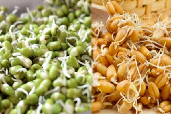 முளைக்கட்டிய பயிரில் சமைத்து தினமும் சாப்பிடலாமா? கட்டாயம் தெரிஞ்சிக்கோங்க...! | Food Sprout Dishes How To Add Taste To You