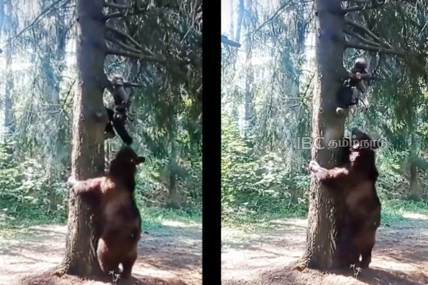 Terrifying encounter between hiker and bear