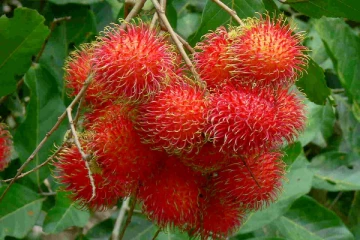 றம்புட்டான் தோற்றத்தில் ஒமிக்ரான் பிறழ்வுகள்; வெளியான பகீர் தகவல்!