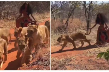 “உண்மையான சிங்கப்பெண் நீ தான் ஆத்தா”..பெண் சிங்கங்களுடன் ஒரு சிங்கப்பெண் ; வைரல் வீடியோ