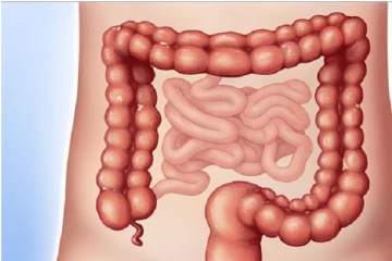 மனித சிறுகுடலின் நீளம் எவ்வளவு தெரியுமா? அவசியம் தெரிந்து கொள்ளுங்கள்