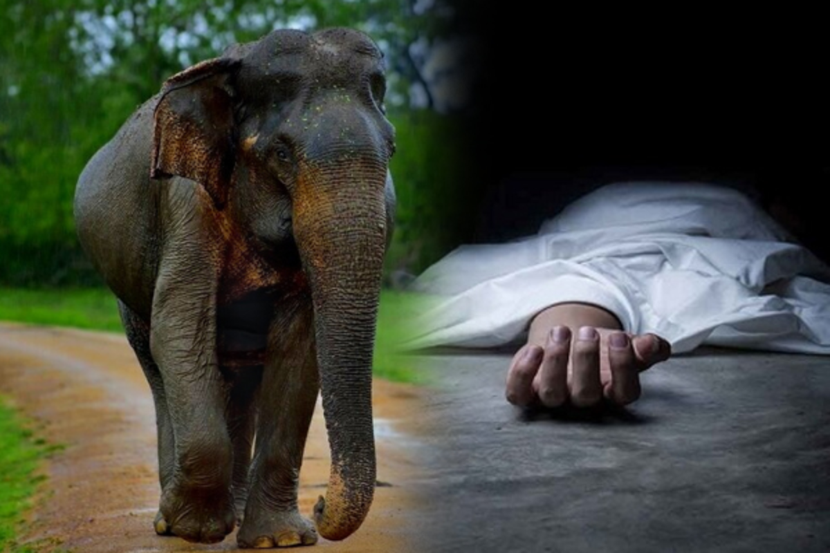 இரு பிள்ளைகளின் தந்தையை துரத்தித் துரத்தி பலி எடுத்த காட்டு யானை ; ஸ்தலத்திலேயே பிரிந்த உயிர் | Wild Elephant Kills Father Of Two