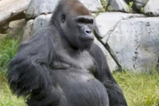 அமெரிக்காவில் கொரில்லா குரங்குகளையும் விட்டுவைக்காத கொரோனோ