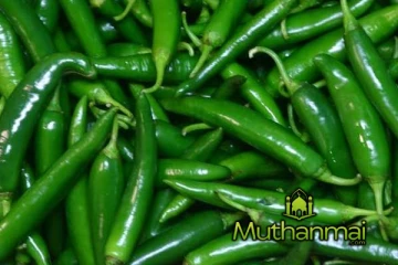 அதிகரித்துள்ள பச்சை மிளகாய் விலை!