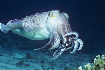 மூன்று இதயங்கள் கொண்ட மீன் பற்றி உங்களுக்கு தெரியுமா?