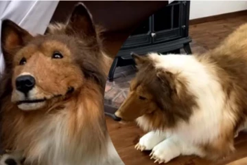 நாயாக மாறிய மனிதர்... முதன்முறையாக வெளியாக காணொளி