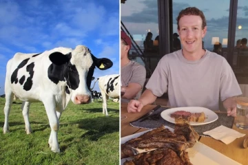 பீர் ஊற்றி மாடு வளர்க்கும் மார்க் ஜூக்கர்பெர்க்: எதற்காக?