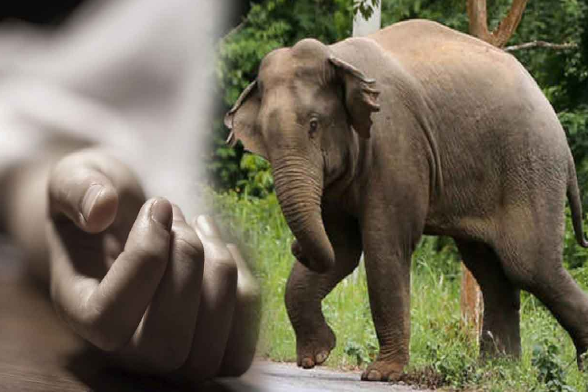 முன்பள்ளி மாணவியின் உயிரை பறித்த காட்டுயானை ; அதிகாலையில் தாய்க்கு காத்திருந்த துயரம் | Wild Elephant Kills Preschool Student