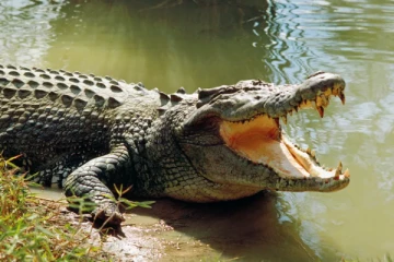 நீராடிக் கொண்டிருந்த சிறுவனை இழுத்துச்சென்ற முதலை