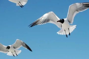 பறவைகள் ஏன் முகம் பார்க்கும் கண்ணாடிகள் மற்றும் ஜன்னல் கண்ணாடிகளில் மோதுகிறது?