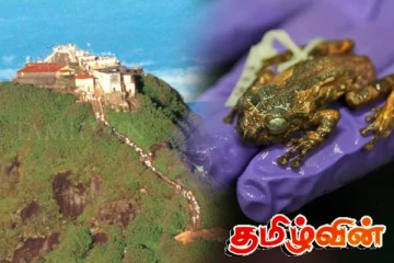 இலங்கையில் 160 ஆண்டுகளின் பின் கண்டுபிடிக்கப்பட்ட தவளை