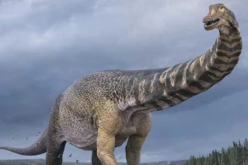 ඇමරිකාවේ ටෙක්සාස්වලින් හමු වූ පුදුම සහගත දේ..