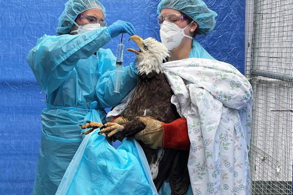 அமெரிக்காவை அச்சுறுத்தும் புதிய வைரஸ்; குடியிருப்பாளருக்கு பறவைக் காய்ச்சல் | Bird Flu H5 New Virus Threatens America Humans அமெரிக்காவை அச்சுறுத்தும் புதிய வைரஸ்; குடியிருப்பாளருக்கு பறவைக் காய்ச்சல் | Bird Flu H5 New Virus Threatens America Humans