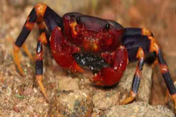 முதன்முறையாக கண்டுபிடிக்கப்பட்ட மர நண்டு